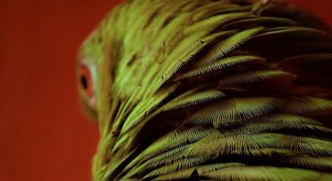 confinement: quoi lire ?