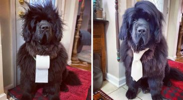 Ce chien a droit a une coupe différente chaque jour parce que son maître s'ennuie