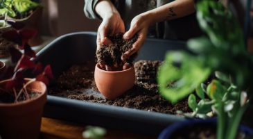 Confinement : l'État annonce la réouverture de jardineries et pépinières sous conditions