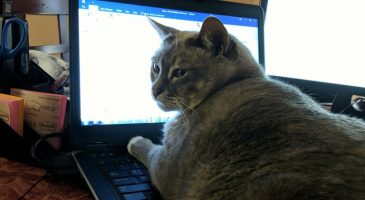 vivre avec son animal en confinement