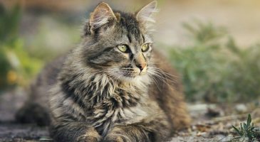 Le président des chasseurs propose de chasser... les chats