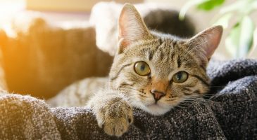 Covid-19 : un deuxième chat infecté par l’homme