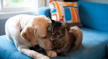 Confinement : chiens +40% de promenades, chats +58% de caresses