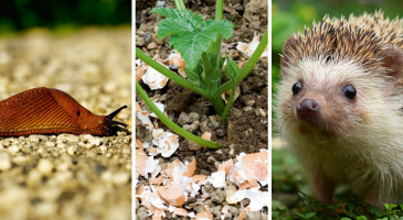 Limaces : 10 astuces pour les repousser naturellement