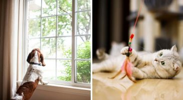 Déconfinement : 5 conseils pour préparer son chien et son chat