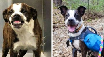 Ces 20 photos d'animaux avant et après vont vous donner envie d'adopter