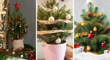 Où acheter son sapin de Noël dès le 20 novembre ? Voici la liste