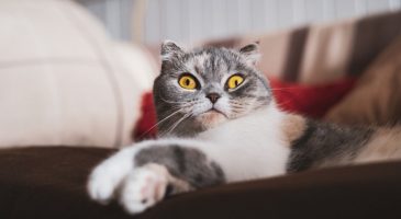Voici les 10 choses que votre chat déteste le plus