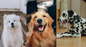 Voici le plus beau chien du monde, selon la science