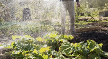 Jardin potager : les erreurs à ne pas faire