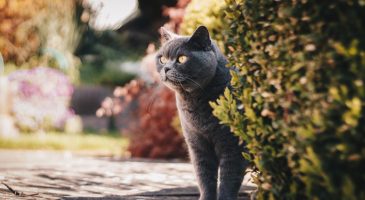 Chats : comment les faire fuir de votre jardin ?