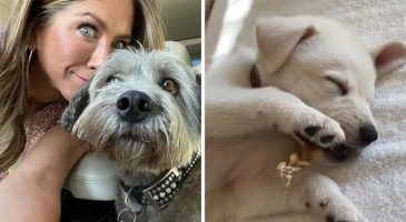 20 célébrités qui ont adopté et sauvé des animaux de la rue