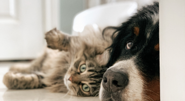 Chiens et chats : les prénoms les plus donnés