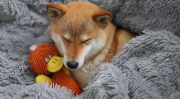 Pourquoi c'est normal de considérer son chien comme son bébé
