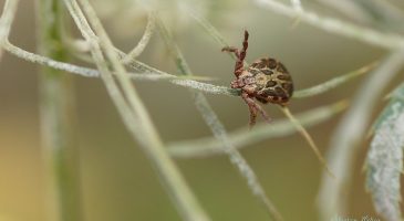 Tiques : Voici les lieux à éviter pour ne pas se faire piquer cet été
