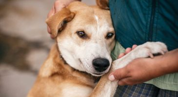Vous ne pourrez plus adopter un chat ou un chien sans ce certificat d'engagement