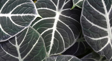 Plantes d'intérieur : découvrez les tendances pour 2023 !
