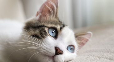 Voici le top 10 des chats préférés des Français